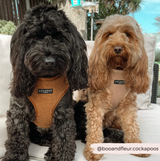 Teddy Adjustable Neck Harness - Paddington: M