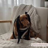 Black Aviator Adjustable Neck Harness: L