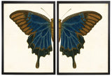 Diptych Blue And Brown Butterfly
