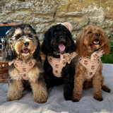 Theo Embroidered Teddy Adjustable Neck Harness: S