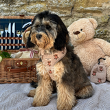 Theo Embroidered Teddy Adjustable Neck Harness: S