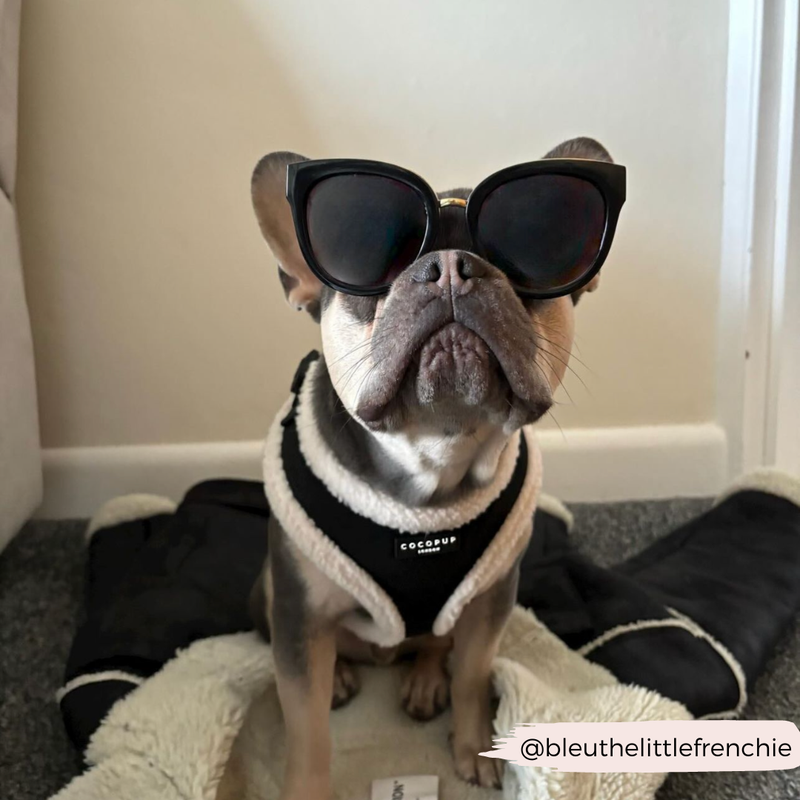 Black Aviator Adjustable Neck Harness: L