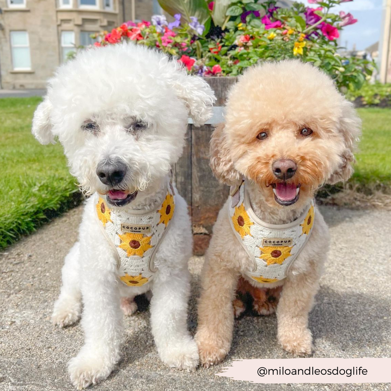 Sunflower Patch Adjustable Neck Harness: M