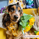 Sunflower Patch Adjustable Neck Harness: M