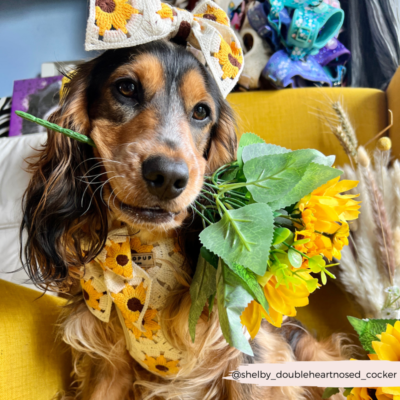 Sunflower Patch Adjustable Neck Harness: M