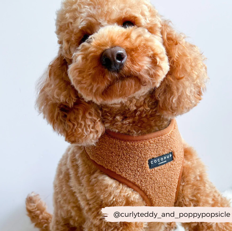 Teddy Adjustable Neck Harness - Paddington: M