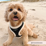 Black Aviator Adjustable Neck Harness: L