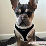 Black Aviator Adjustable Neck Harness: L