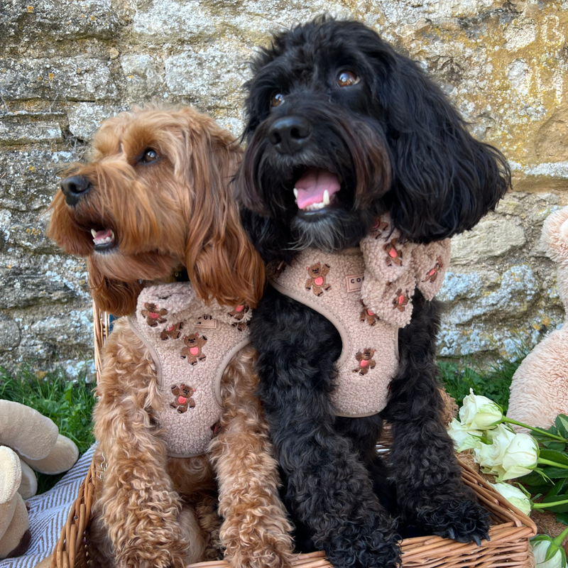 Theo Embroidered Teddy Adjustable Neck Harness: M