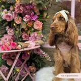 Pink Textured Tweed Adjustable Neck Harness: M