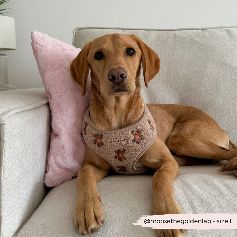 Theo Embroidered Teddy Adjustable Neck Harness: M