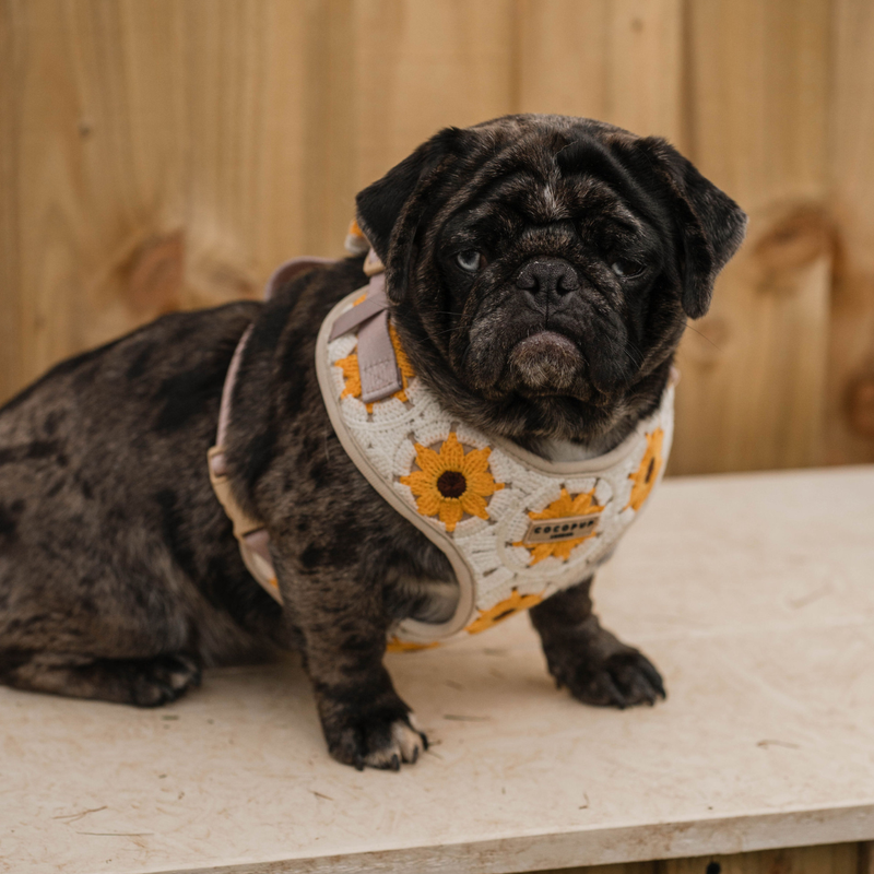 Sunflower Patch Adjustable Neck Harness: M