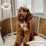 Sunflower Patch Adjustable Neck Harness: M