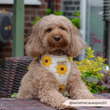 Sunflower Patch Adjustable Neck Harness: M