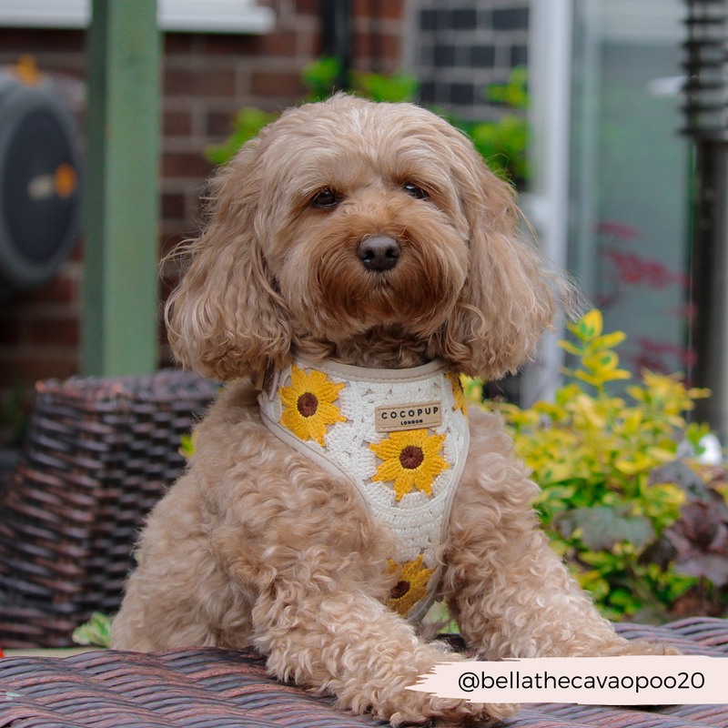 Sunflower Patch Adjustable Neck Harness: M