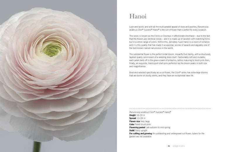Ranunculus: Beautiful Varieties for Home and Garden