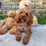 Theo Embroidered Teddy Adjustable Neck Harness: M