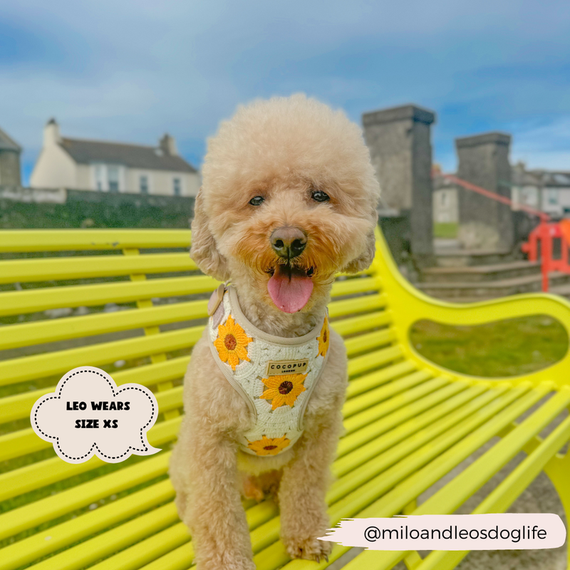 Sunflower Patch Adjustable Neck Harness: M