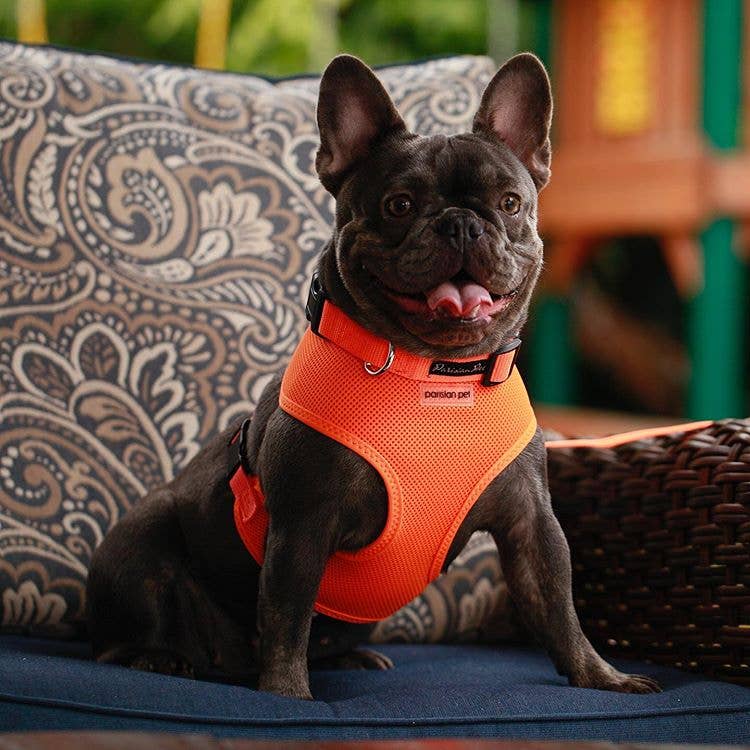 Freedom Harness Neon Orange – High-Quality Pet Gear for Dogs: L